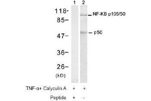 Image no. 2 for anti-Nuclear Factor of kappa Light Polypeptide Gene Enhancer in B-Cells 1 (NFKB1) (Ser337) antibody (ABIN197123) (NFKB1 anticorps  (Ser337))