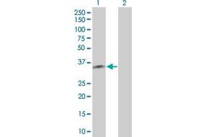 Western Blot analysis of PBRM1 expression in transfected 293T cell line by PBRM1 MaxPab polyclonal antibody. (Polybromo 1 anticorps  (AA 1-306))