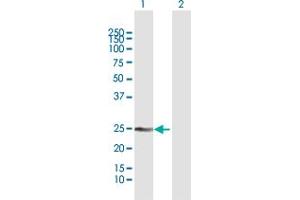 Western Blot analysis of MREG expression in transfected 293T cell line by MREG MaxPab polyclonal antibody.