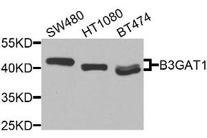 Western blot analysis of extracts of various cell lines, using B3GAT1 antibody (ABIN6003603) at 1/1000 dilution. (CD57 anticorps)