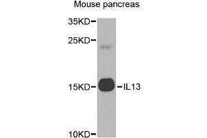 Western blot analysis of extracts of mouse pancreas, using IL13 antibody (ABIN5971115) at 1/1000 dilution. (IL-13 anticorps)