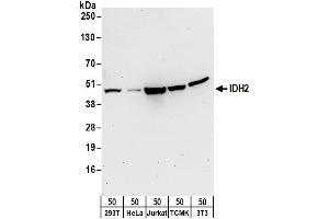 Western Blotting (WB) image for anti-Isocitrate Dehydrogenase 2 (NADP+), Mitochondrial (IDH2) (AA 402-452) antibody (ABIN7455220)