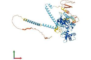 AlphaFold protein structure predicition of Human Recombinant GNL3L Protein, UniprotID Q9NVN8
