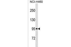 MKLN1 Antibody (Center) (ABIN1538271 and ABIN2850227) western blot analysis in NCI- cell line lysates (35 μg/lane). (MKLN1 anticorps  (AA 300-326))
