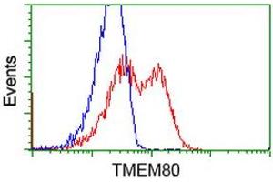Flow Cytometry (FACS) image for anti-Transmembrane Protein 80 (TMEM80) antibody (ABIN1501442) (TMEM80 anticorps)