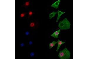 ABIN6257960 and ABIN6274899 staining Hela cells by IF/ICC. (BCLAF1 anticorps  (Internal Region))