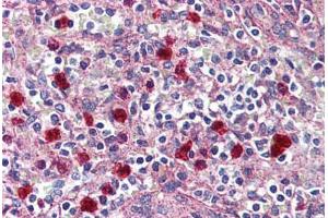 Anti-GPR132 / G2A antibody  ABIN1048711 IHC staining of human spleen, red pulp.