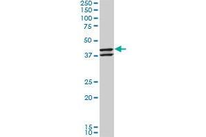NEU2 monoclonal antibody (M03), clone 3B9.