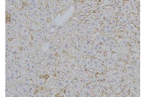 ABIN6272951 at 1/100 staining Mouse liver tissue by IHC-P.