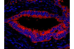 Immunofluorescence (IF) image for anti-Eukaryotic Translation Elongation Factor 2 (EEF2) (AA 808-858) antibody (ABIN7448956) (EEF2 anticorps  (AA 808-858))