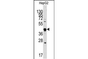 Western blot analysis of anti-GDF3 Antibody in HepG2 cell line lysates (35ug/lane)