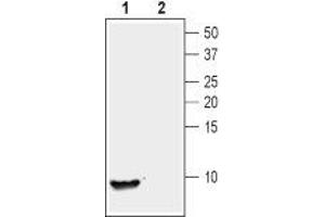 Western blot analysis of human recombinant Nucleobindin-2/Nesfatin-1 (200 ng): - 1.