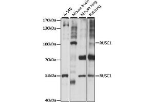 Western blot analysis of extracts of various cell lines, using RUSC1 antibody (ABIN7270114) at 1:1000 dilution. (RUSC1 anticorps  (AA 1-320))