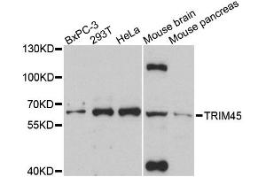 Western blot analysis of extracts of various cell lines, using TRIM45 antibody.