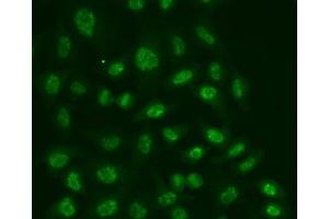 Immunofluorescence analysis of A549 cells using POLR2E antibody.