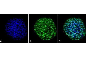 Immunocytochemistry/Immunofluorescence analysis using Mouse Anti-CENP-A Monoclonal Antibody, Clone 5A7-2E11 (ABIN1027707). (CENPA anticorps)