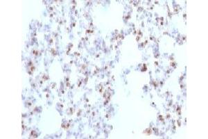 Formalin-fixed, paraffin-embedded rat lung stained with TTF1 antibody (NX2. (TTF1 anticorps)