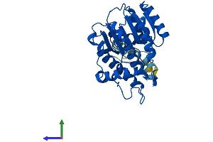 AlphaFold protein structure predicition of Human Recombinant RDH12 Protein, UniprotID Q96NR8