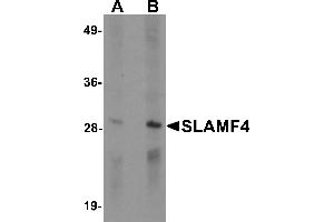 Western blot analysis of SLAMF4 in Daudi cell lysate with SLAMF4 antibody at (A) 1 and (B) 2 µg/mL.