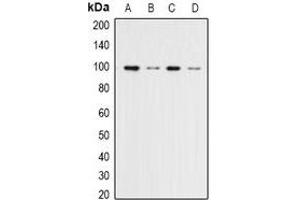 Western blot analysis of ERK3 expression in Hela (A), 293T (B), NIH3T3 (C), rat brain (D) whole cell lysates. (MAPK6 anticorps)