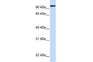 WB Suggested Anti-PCDHGC3 Antibody Titration:  0. (Protocadherin gamma Subfamily C, 3 (PCDHGC3) (C-Term) anticorps)