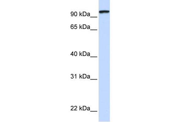 Protocadherin gamma Subfamily C, 3 (PCDHGC3) (C-Term) 抗体
