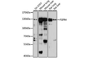 Western blot analysis of extracts of various cell lines, using FGFR4 antibody (ABIN2562593) at 1:1000 dilution. (FGFR4 anticorps)