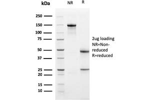 SDS-PAGE Analysis Purified TCF4 Mouse Monoclonal Antibody (PDL1/2741). (PD-L1 anticorps  (AA 39-191))