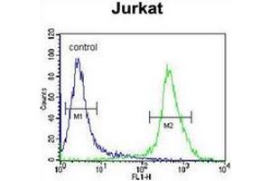 Flow cytometric analysis of Jurkat cells using MOGT3 Antibody (C-term) Cat. (MOGAT3 anticorps  (C-Term))