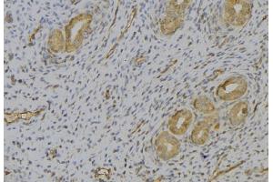 ABIN6277393 at 1/100 staining Human uterus tissue by IHC-P. (Kallikrein 2 anticorps)