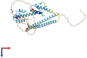 AlphaFold protein structure predicition of Mouse Recombinant Arc Protein, UniprotID Q9WV31