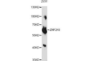 Western blot analysis of extracts of 293T cells, using ZNF248 antibody. (ZNF248 anticorps)