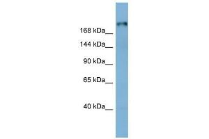 Laminin Beta 1 antibody used at 1 ug/ml to detect target protein. (Laminin beta 1 anticorps  (Middle Region))