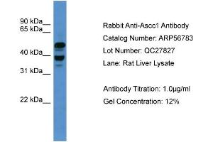 WB Suggested Anti-Ascc1  Antibody Titration: 0. (ASCC1 anticorps  (C-Term))