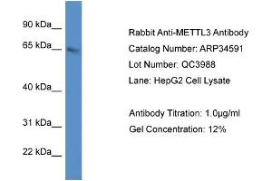 WB Suggested Anti-METTL3 Antibody   Titration: 1. (METTL3 anticorps  (C-Term))