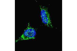 Immunofluorescence (IF) image for anti-Lin-28 Homolog B (LIN28B) antibody (ABIN2998297) (LIN28B anticorps)