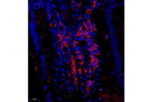 Immunofluorescent analysis of paraffin embedded rat duodenum using CUBN (ABIN7073601) at dilution of 1: 650