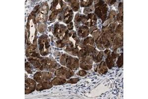 Immunohistochemical staining of human stomach with CNPY4 polyclonal antibody  shows strong cytoplasmic positivity in glandular cells. (CNPY4 anticorps)