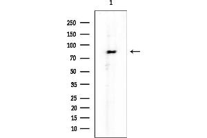 Western blot analysis of lysates from COLO205 cells, using ZNF226 Mouse Monoclonal Antibody at 1/1000 dilution.