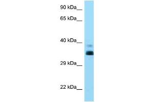 WB Suggested Anti-HLA-G Antibody Titration: 1. (HLAG anticorps  (C-Term))