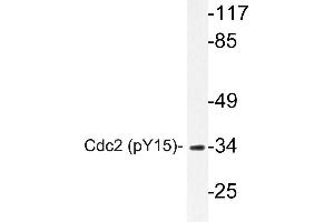 Western blot (WB) analyzes of p-Cdk1/Cdc2 antibody in extracts from HepG2 cells. (CDK1 anticorps  (pTyr15))