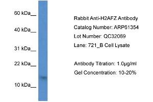 Western Blotting (WB) image for anti-H2A Histone Family, Member Z (H2AFZ) (N-Term) antibody (ABIN786402) (H2AFZ anticorps  (N-Term))
