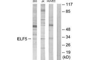Western blot analysis of extracts from Jurkat/293/HuvEc cells, using ELF5 Antibody. (ELF5 anticorps  (AA 191-240))