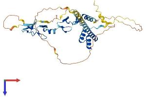 AlphaFold protein structure predicition of Mouse Recombinant Lmx1b Protein, UniprotID O88609