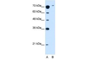 SLC7A14 antibody used at 2. (SLC7A14 anticorps)