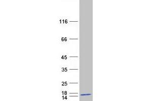 Validation with Western Blot