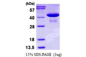 SDS-PAGE (SDS) image for phosphoserine Aminotransferase 1 (PSAT1) (AA 1-370) protein (His tag) (ABIN667628) (PSAT1 Protein (AA 1-370) (His tag))