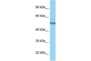WB Suggested Anti-CAMK2G Antibody Titration: 1. (CAMKII gamma anticorps  (C-Term))