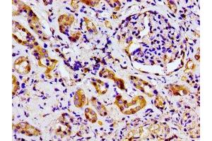 Immunohistochemistry of paraffin-embedded human kidney tissue using ABIN7169068 at dilution of 1:100
