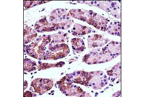 AGR2 Antibody (N-term) (ABIN657766 and ABIN2846743) immunohistochemistry analysis in formalin fixed and paraffin embedded human stomach tissue followed by peroxidase conjugation of the secondary antibody and DAB staining. (AGR2 anticorps  (N-Term))